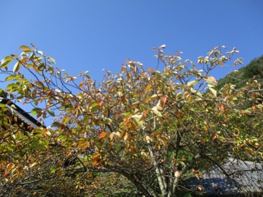 yae3011025