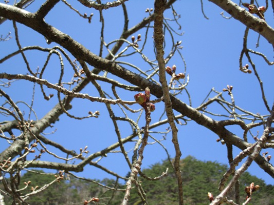 yae3290422