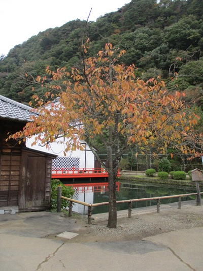 yae3291102