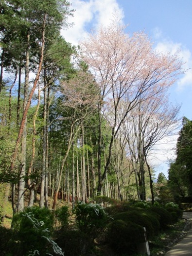 yama2290429