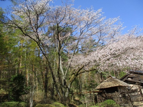 yama2310415