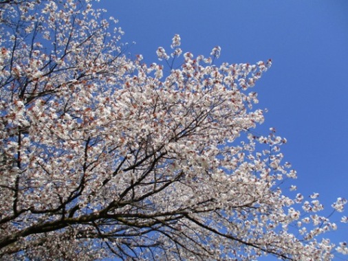 yama3290418