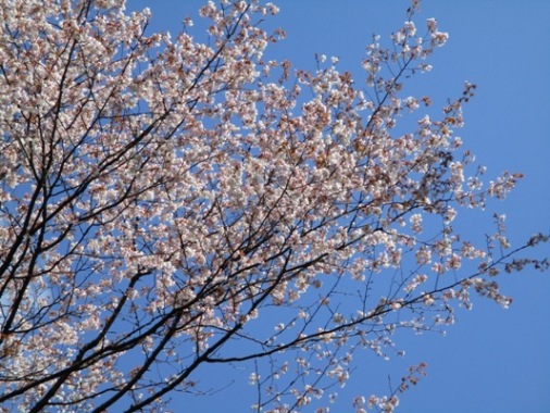 yama3290424