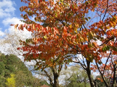yama3301101