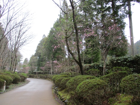 yanamiki290408