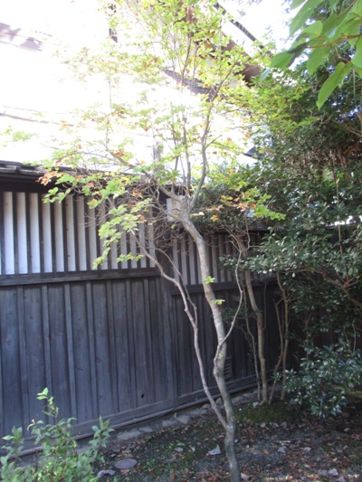 yasi2011017
