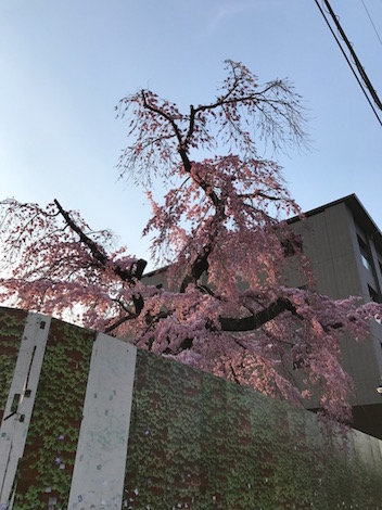 bvcxq