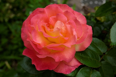 SRR