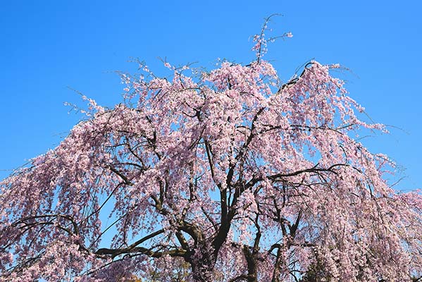 sakura