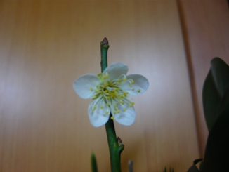 sakakinohana