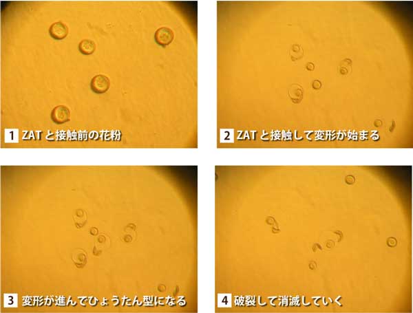 zat_pollen_2
